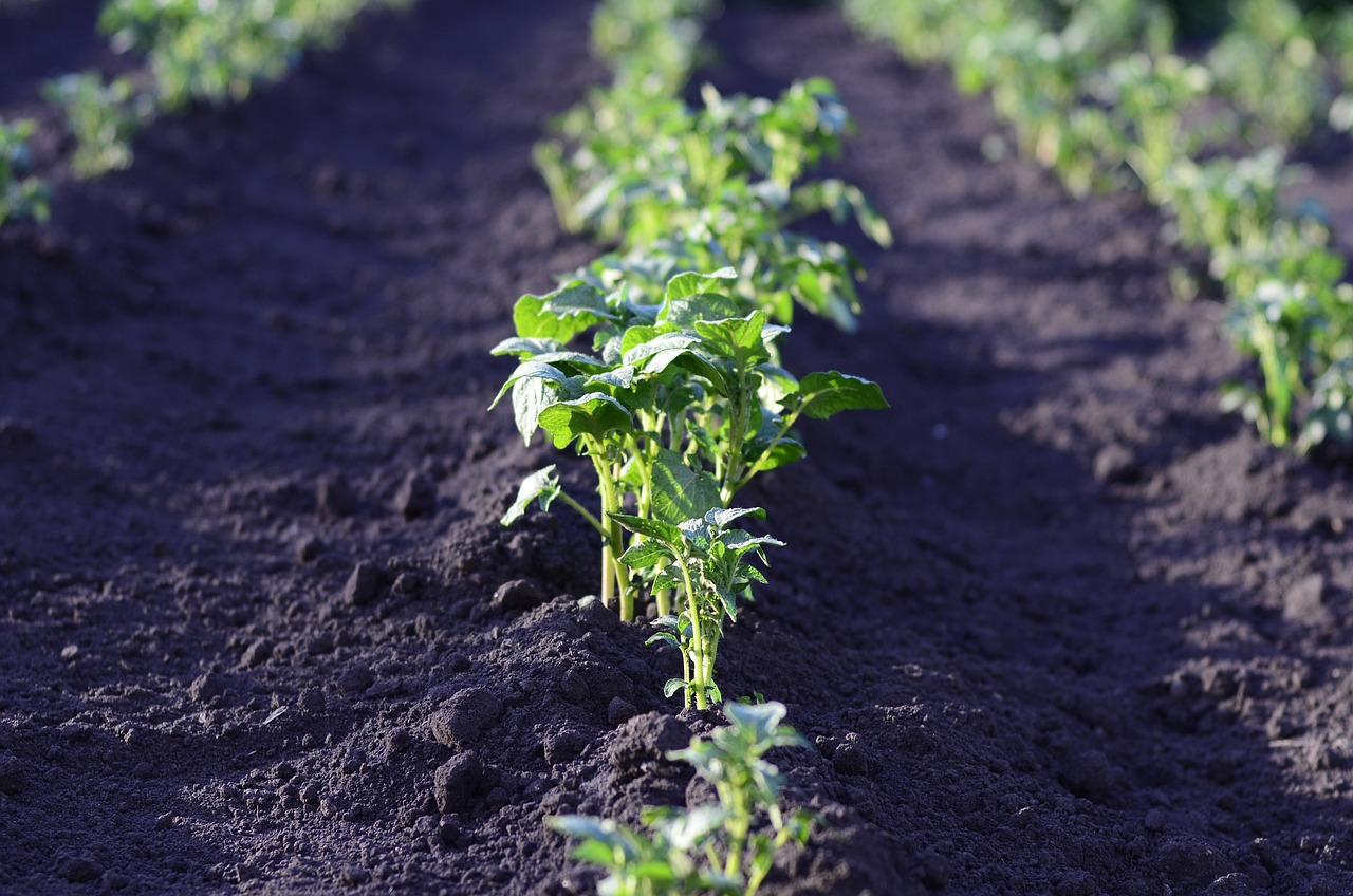 field, potatoes, harvest-2168030.jpg